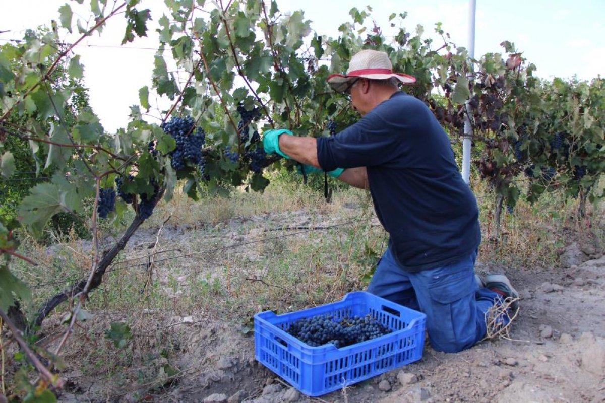 İtalya'dan Amasya'ya getirilen Merzifon karası, ürün vermeye başladı