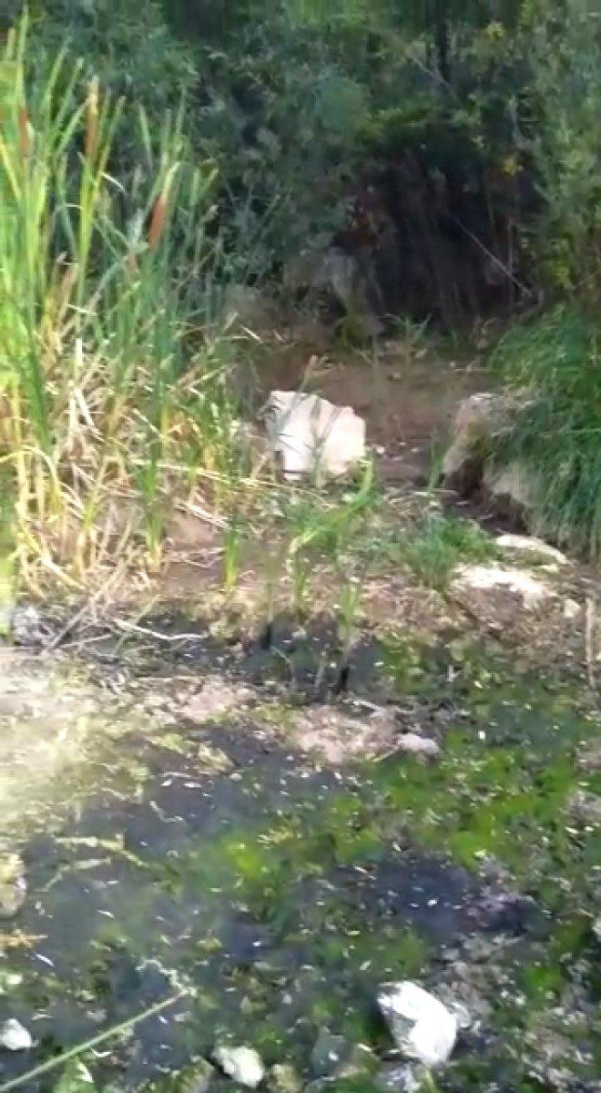 Konya’daki Afşar Hadimi Barajı’nda binlerce balık telef oldu