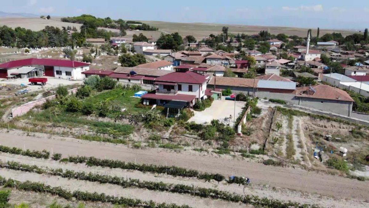 İtalya'dan Amasya'ya getirilen Merzifon karası, ürün vermeye başladı