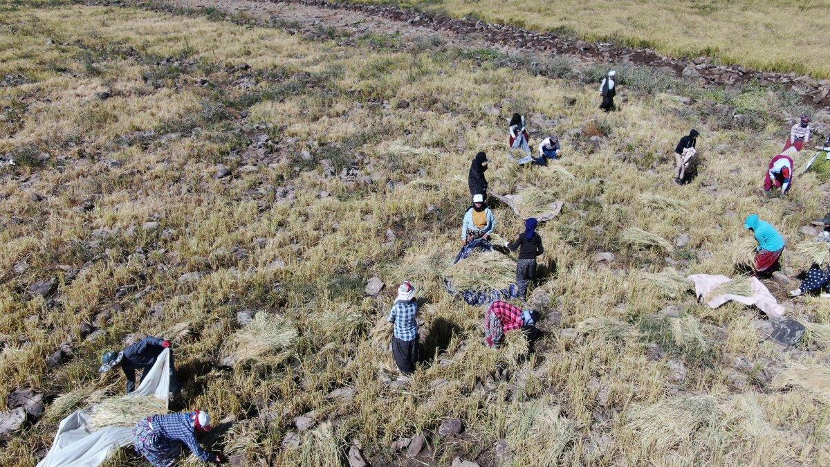 Pirinç hasadı zorlu koşullarda sürüyor