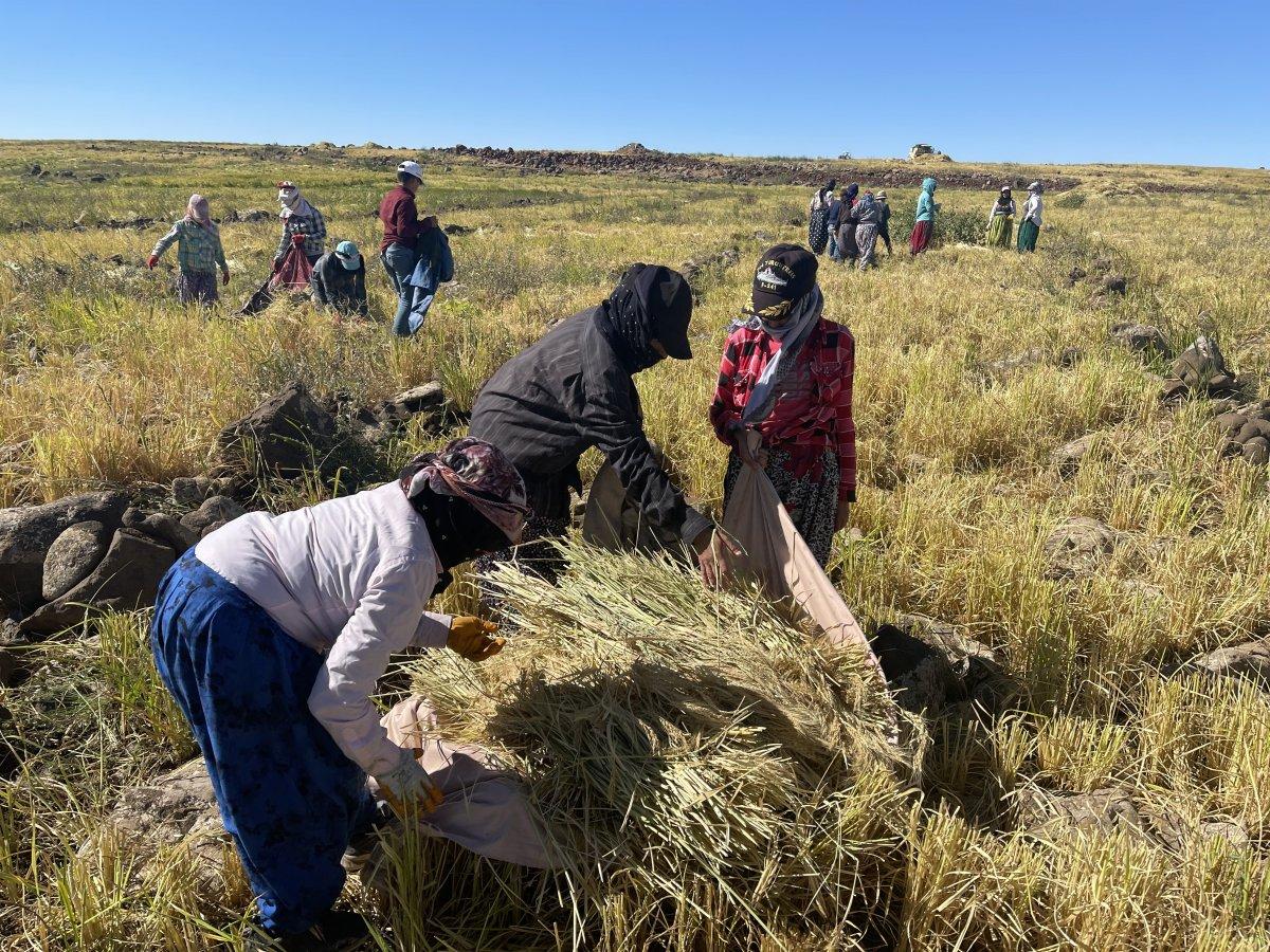 Pirinç hasadı zorlu koşullarda sürüyor