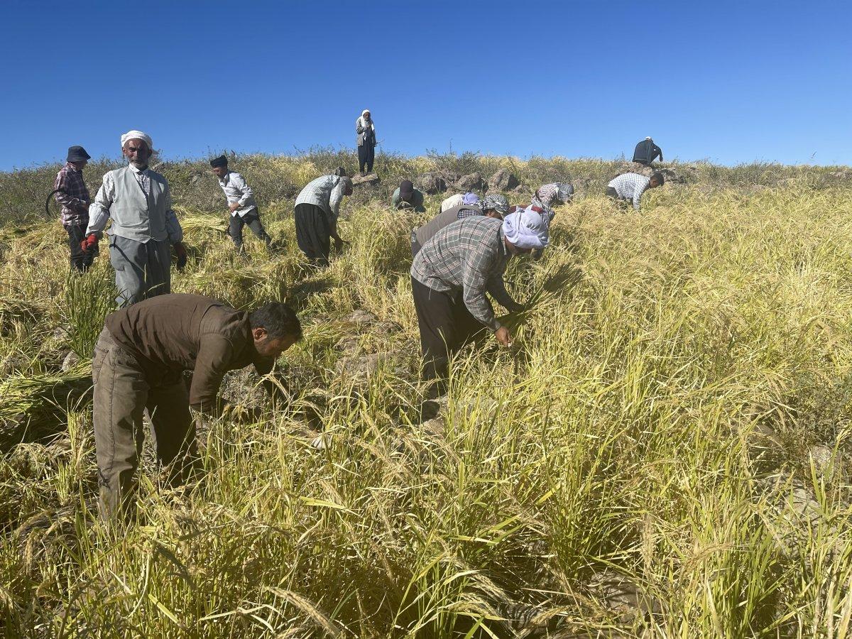 Pirinç hasadı zorlu koşullarda sürüyor