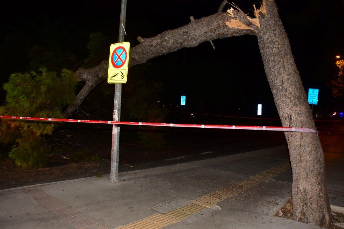 İzmir'de çam ağacı yola devrildi, tramvay telleri zarar gördü