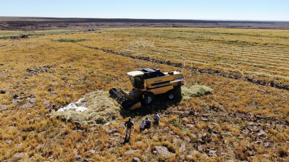 Pirinç hasadı zorlu koşullarda sürüyor