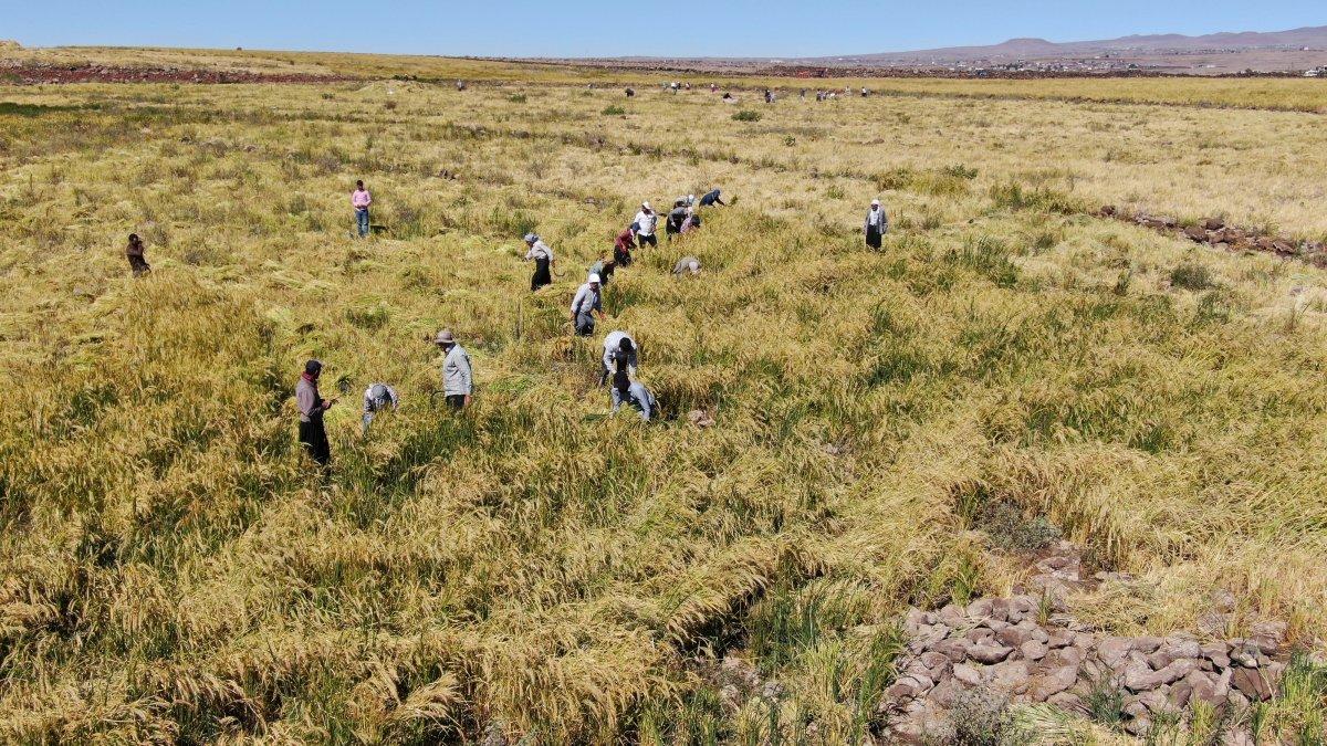 Pirinç hasadı zorlu koşullarda sürüyor
