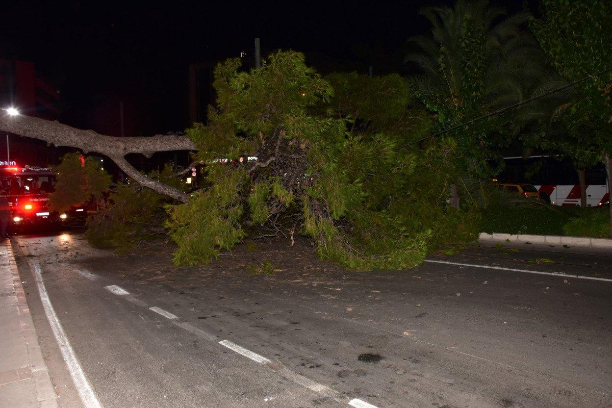 İzmir'de çam ağacı yola devrildi, tramvay telleri zarar gördü
