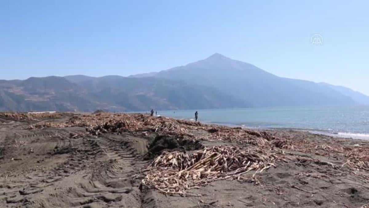 Asi Nehri'ndeki sümbüller temizleniyor