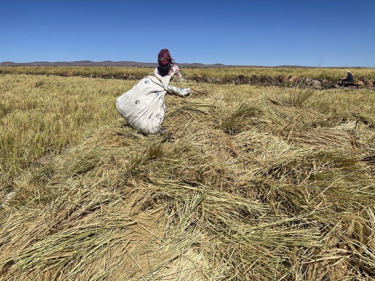 Pirinç hasadı zorlu koşullarda sürüyor