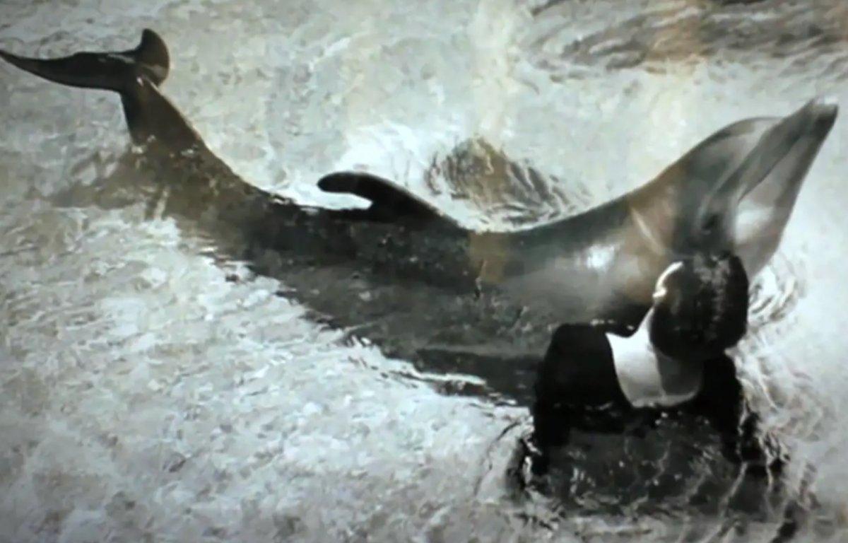 NASA projesinde olan bir kadın, geçmişte yunus balığı ile cinsellik yaşadığını söyledi