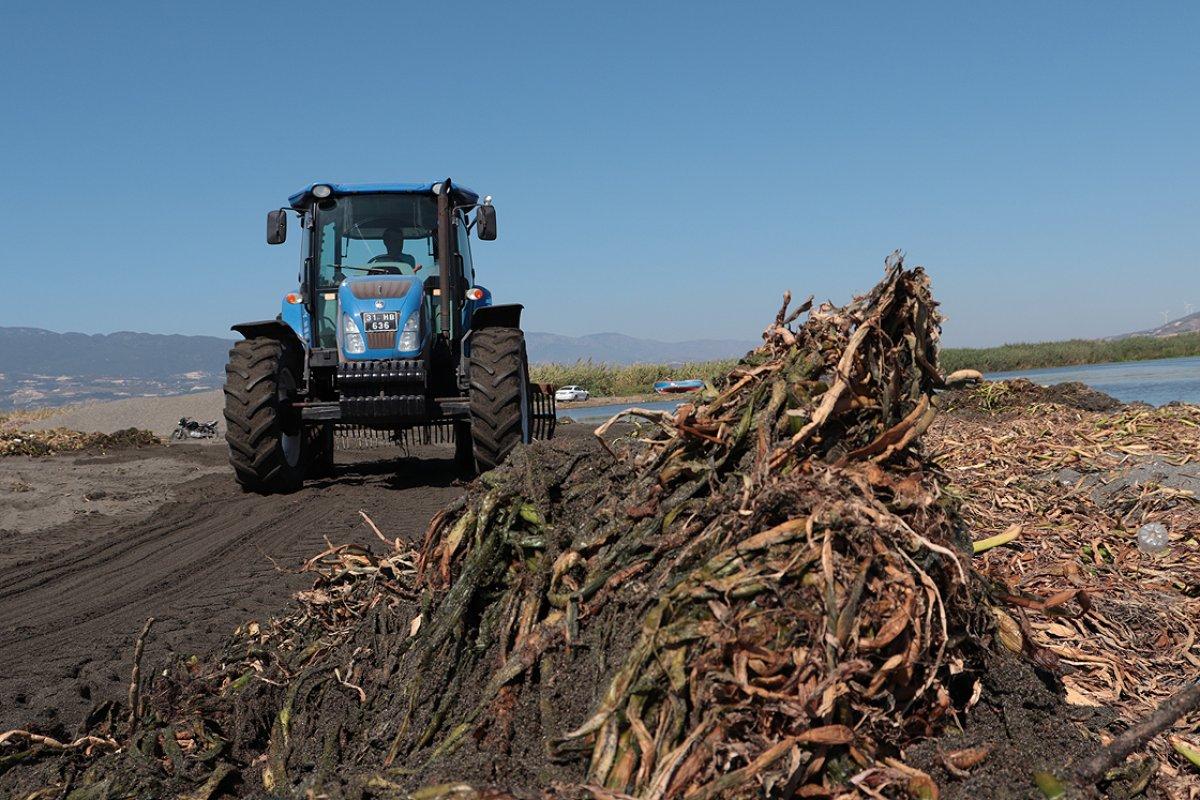 Asi Nehri'ndeki sümbüller temizleniyor