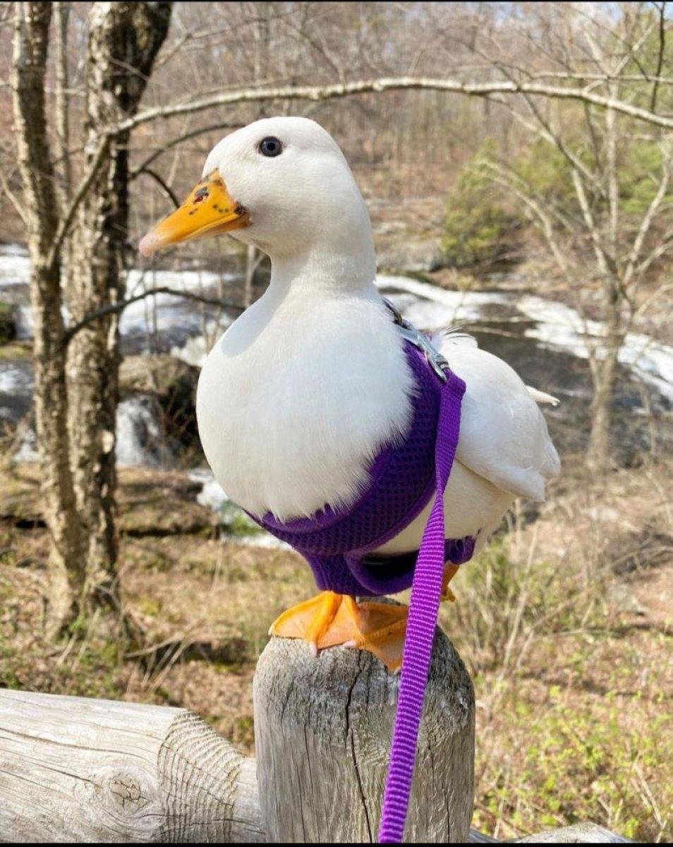 ABD'deki fenomen ördek ayda 4 bin 500 dolar kazanıyor