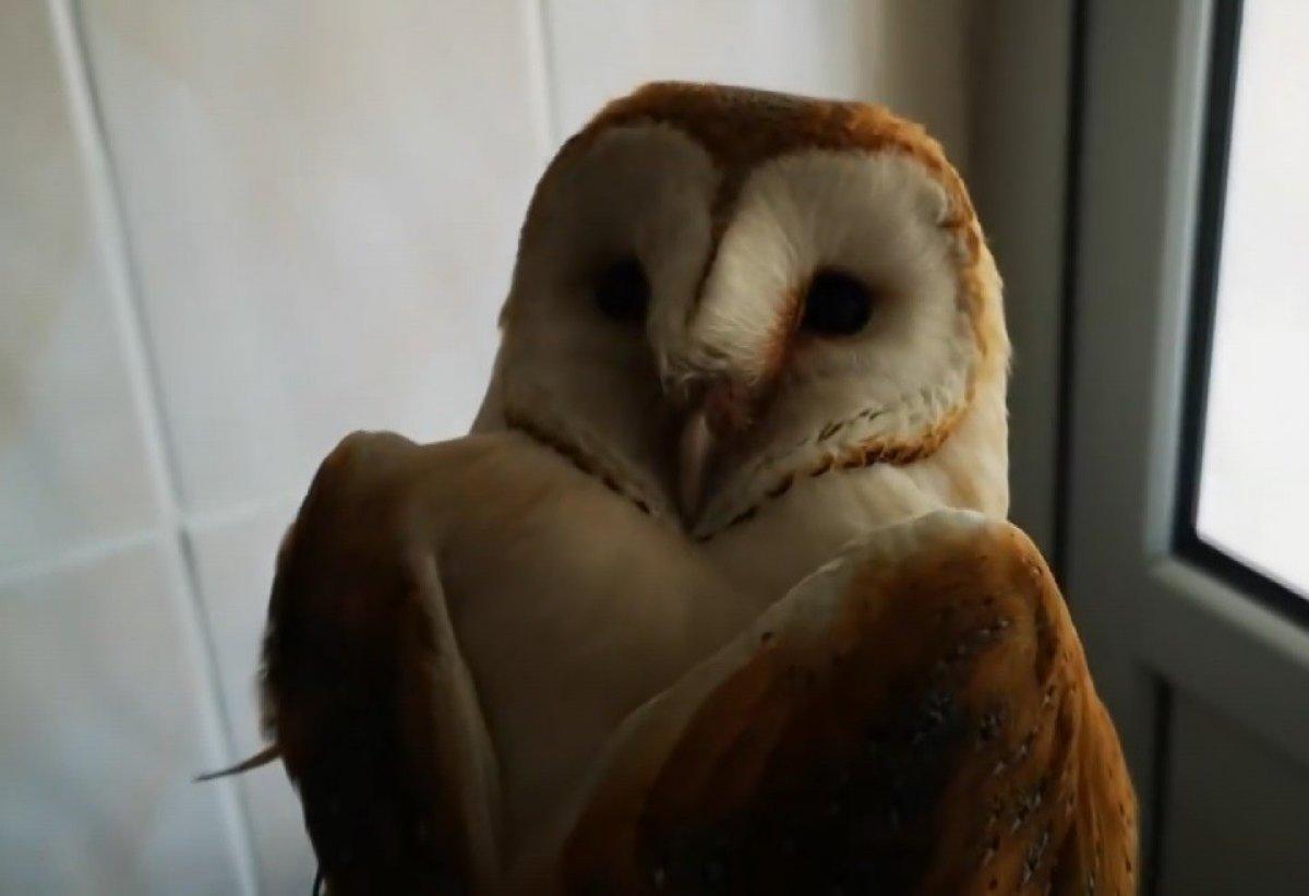 Bursa'da bir evin penceresinden dev baykuş girdi