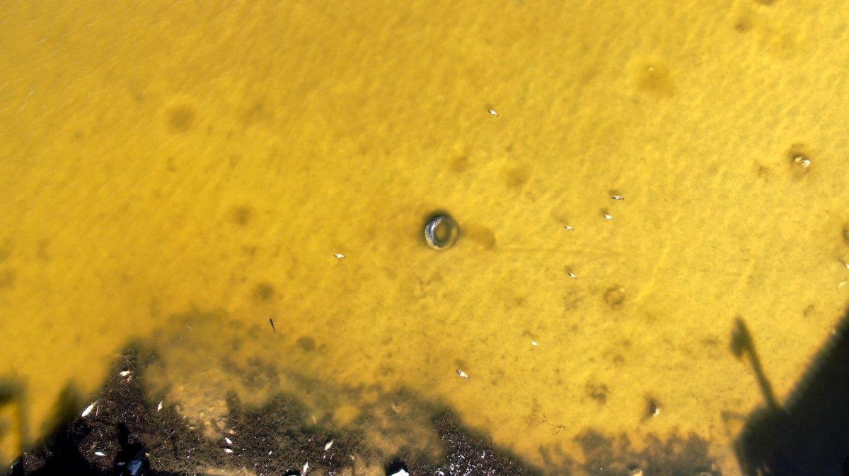 Sivas'ta turkuaz göl sarıya dönerken, balık ölümleri görüldü