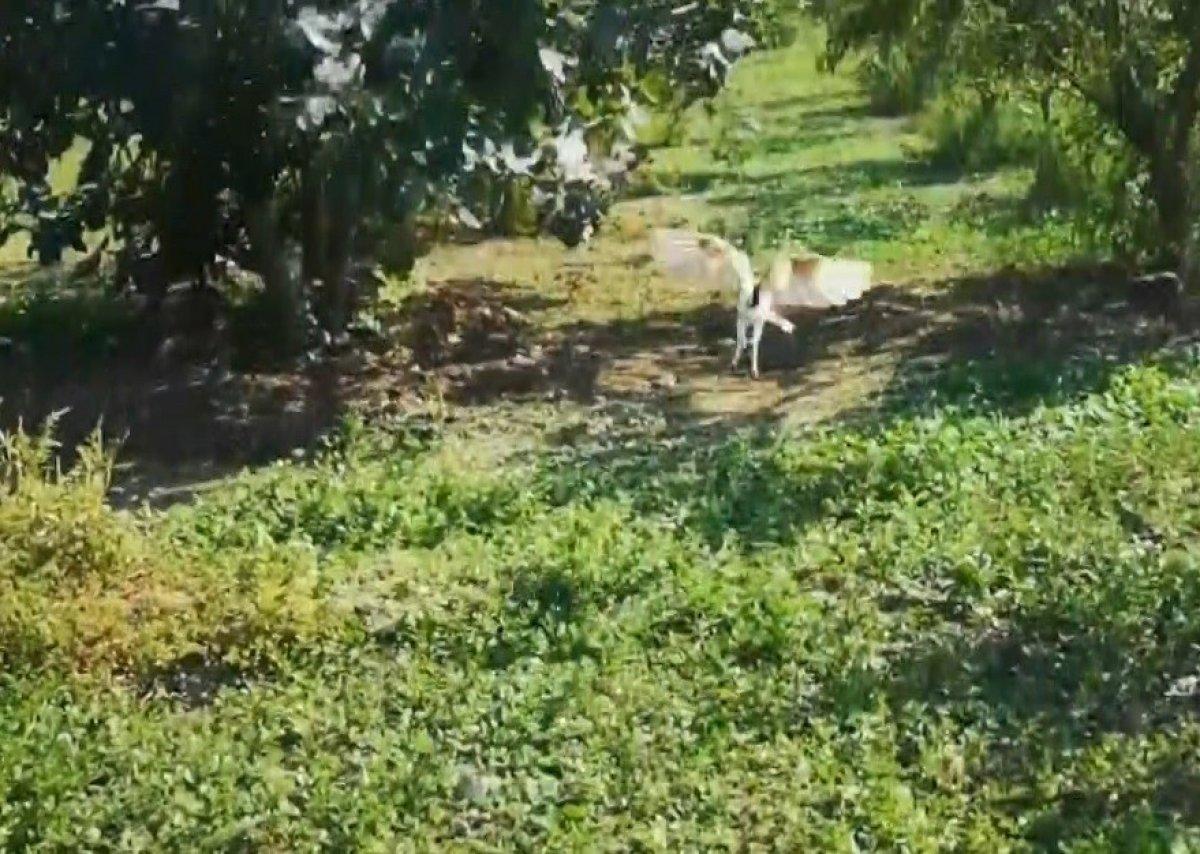 Bursa'da bir evin penceresinden dev baykuş girdi