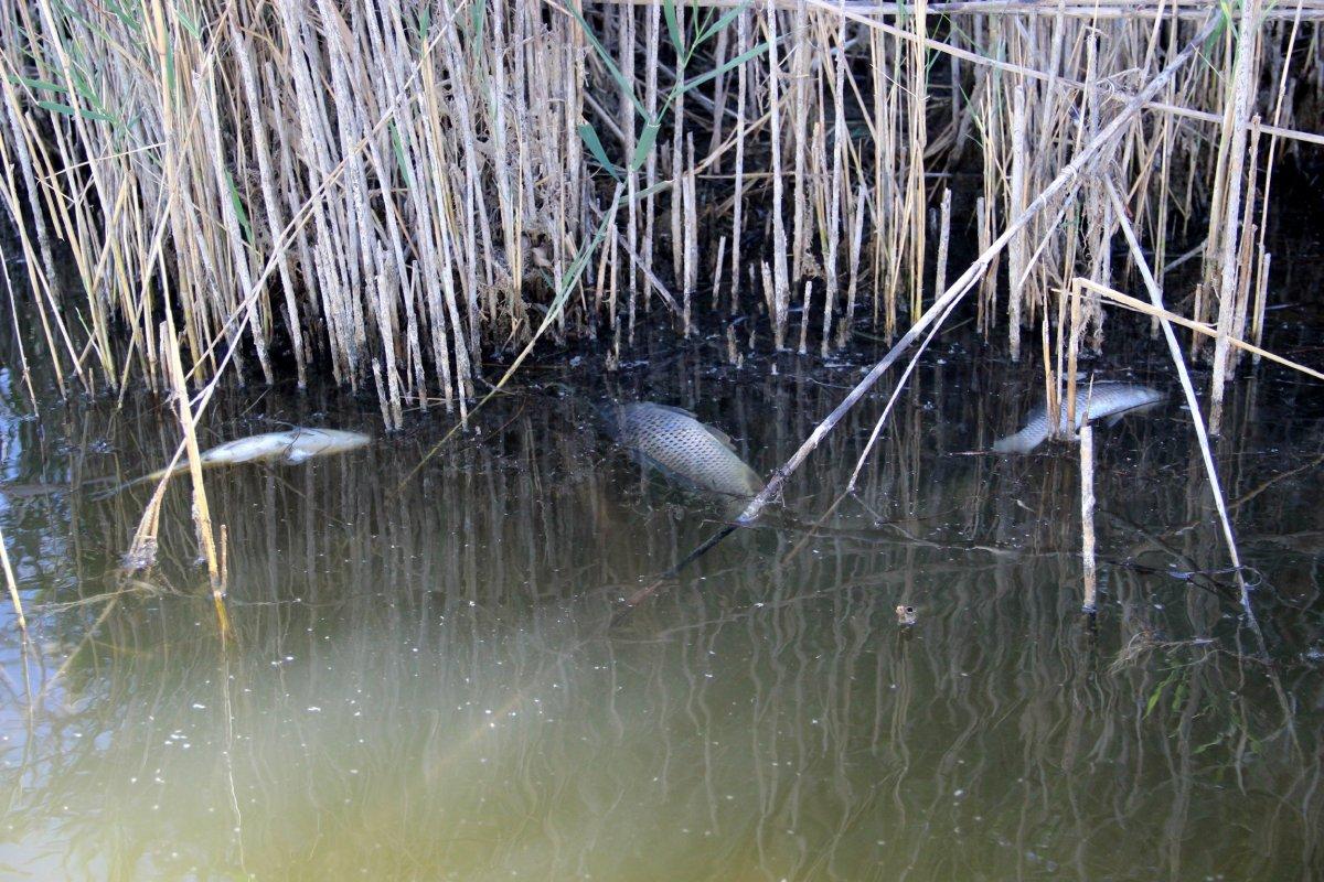 Sivas'ta turkuaz göl sarıya dönerken, balık ölümleri görüldü