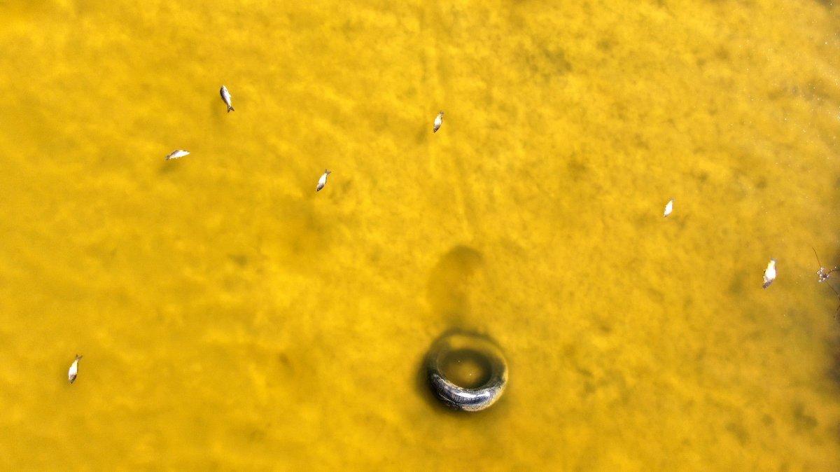 Sivas'ta turkuaz göl sarıya dönerken, balık ölümleri görüldü