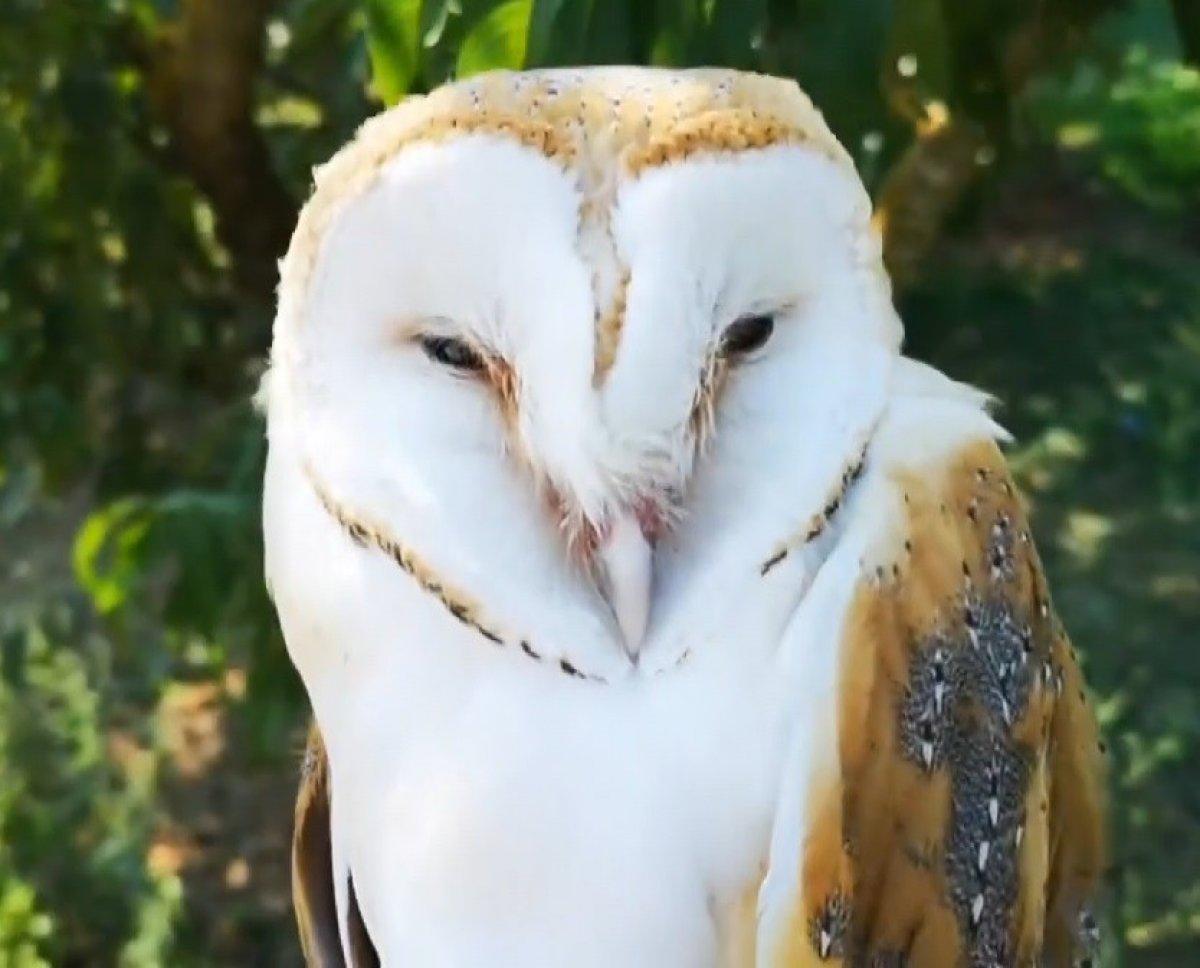 Bursa'da bir evin penceresinden dev baykuş girdi