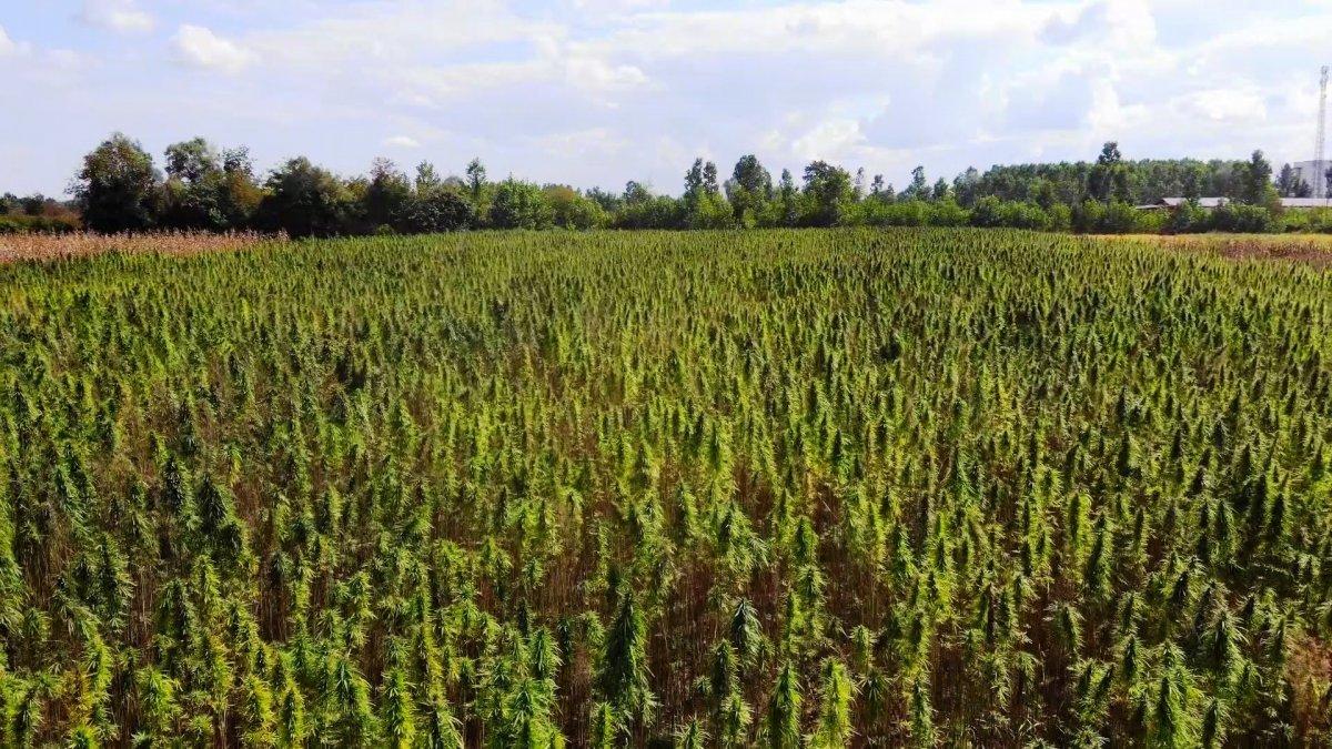 Samsun'da yerli ve milli kenevirler hasat için gün sayıyor