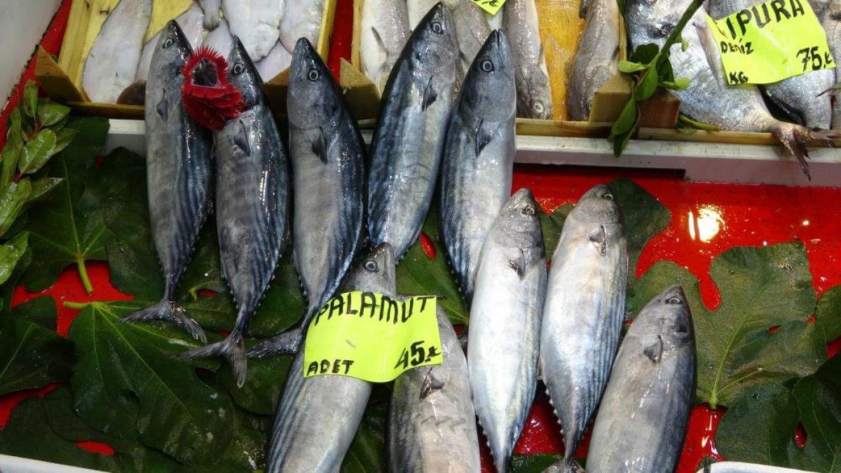 Çanakkale’de tezgahlarda lüfer bolluğu yaşanıyor