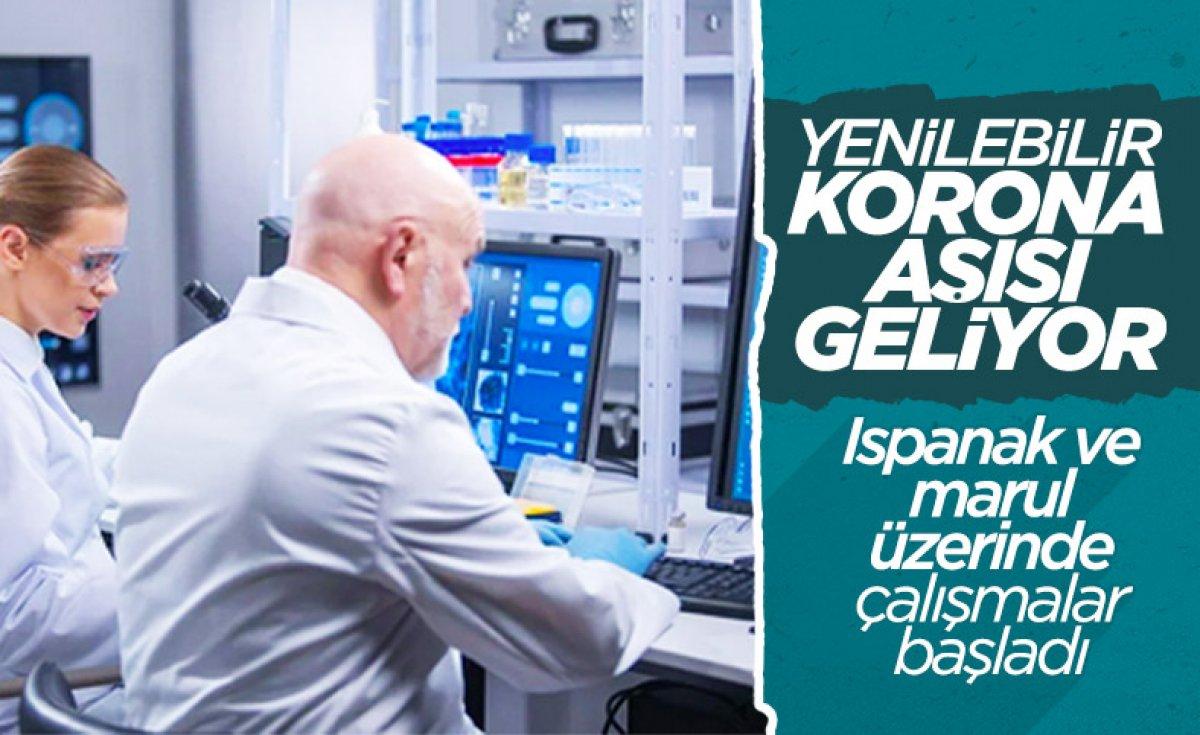 Koronavirüse karşı bitkiden üretilen kokteyl aşı, insan deneyine hazır