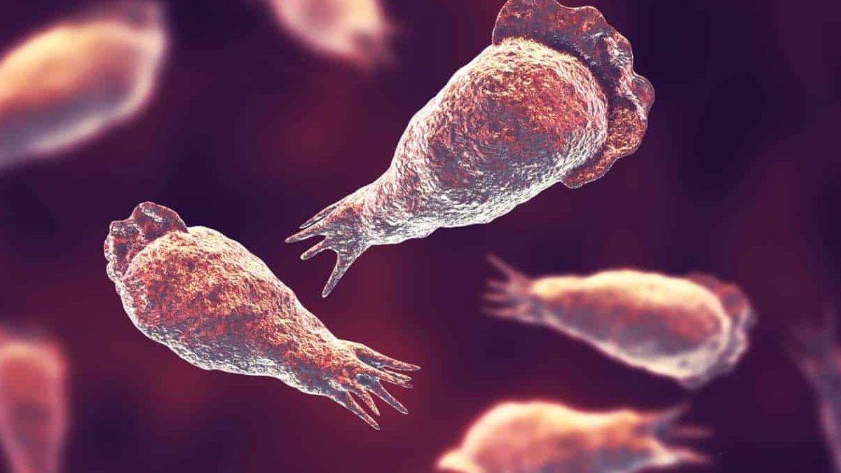 Beyin yiyen amip nedir, nasıl anlaşılır? Çeşme suyundan bulaşıyor...