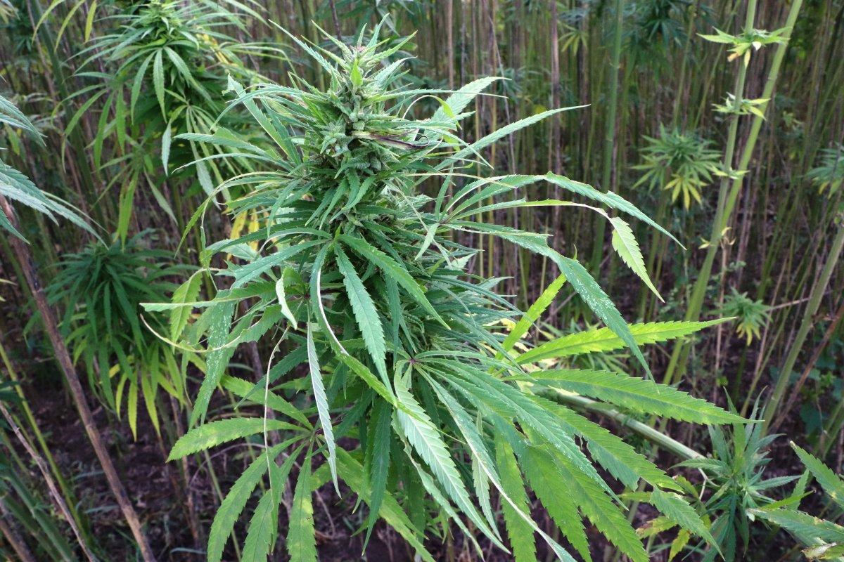 Samsun'da yerli ve milli kenevirler hasat için gün sayıyor