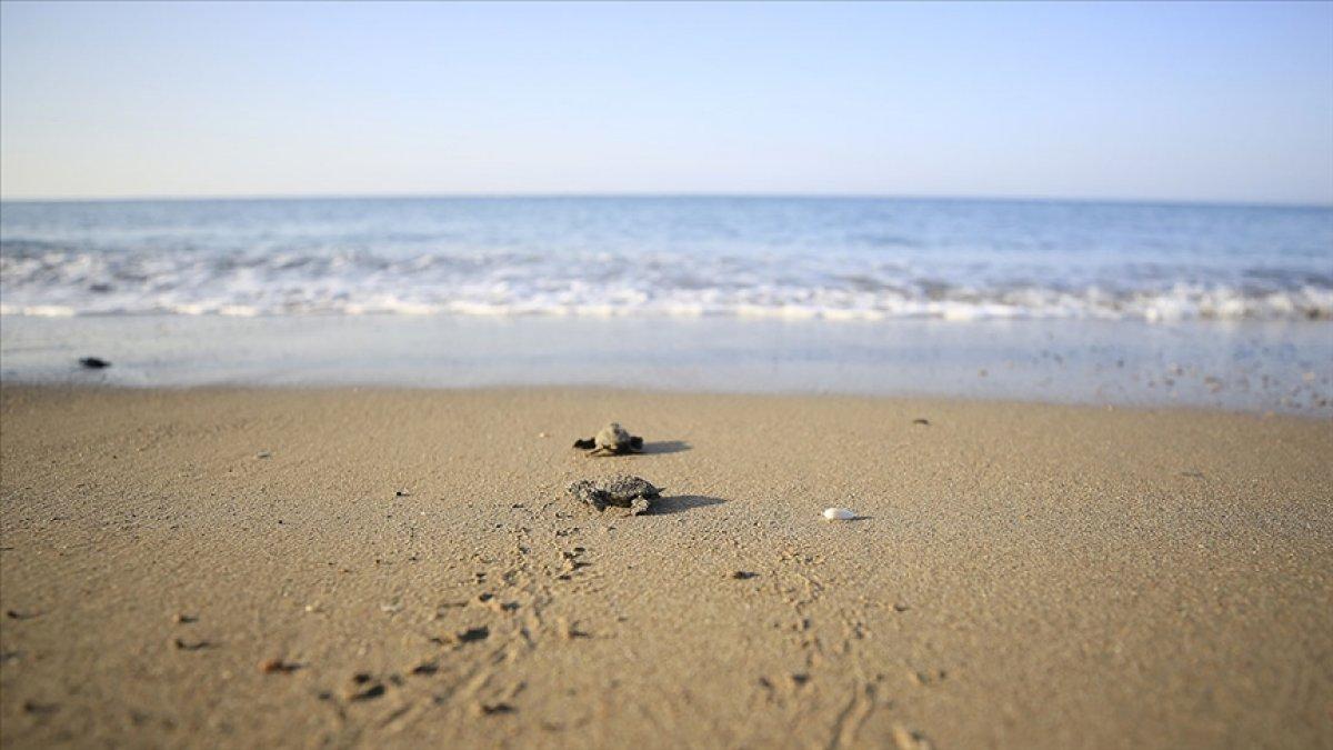 Deniz kaplumbağaları, ahşap bariyerler ile korunacak