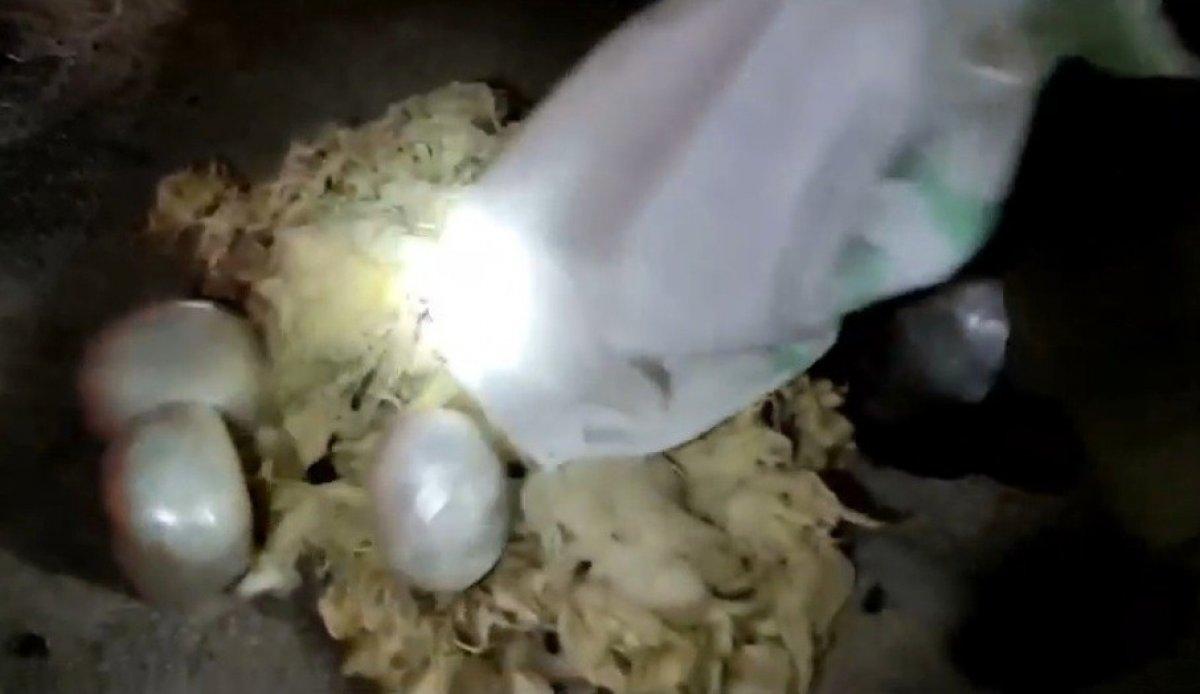 Osmaniye’de, koyun yünlerinin arasından esrar çıktı