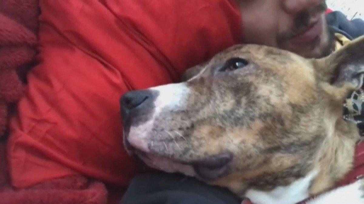 Tuzla’da, köpeği ile dalaşan köpeğe av tüfeği ile ateş etti