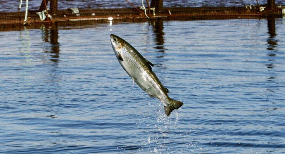 Lübnan'da balık zenginliği için araştırma başlatıldı