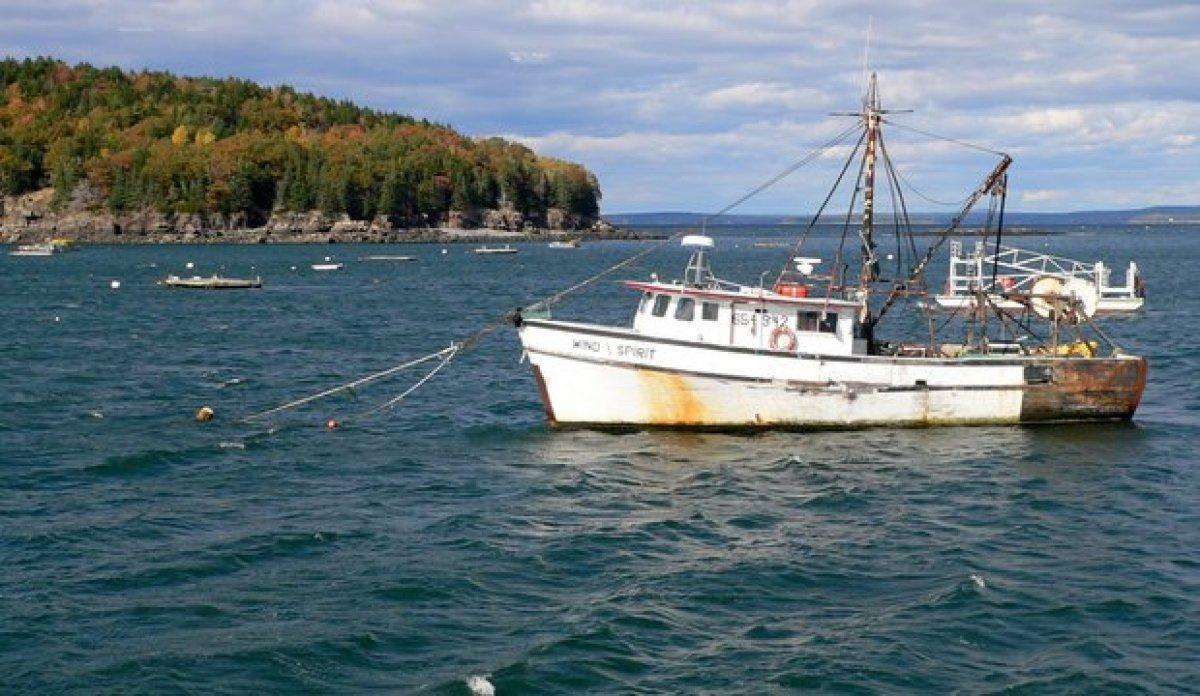 Lübnan'da balık zenginliği için araştırma başlatıldı