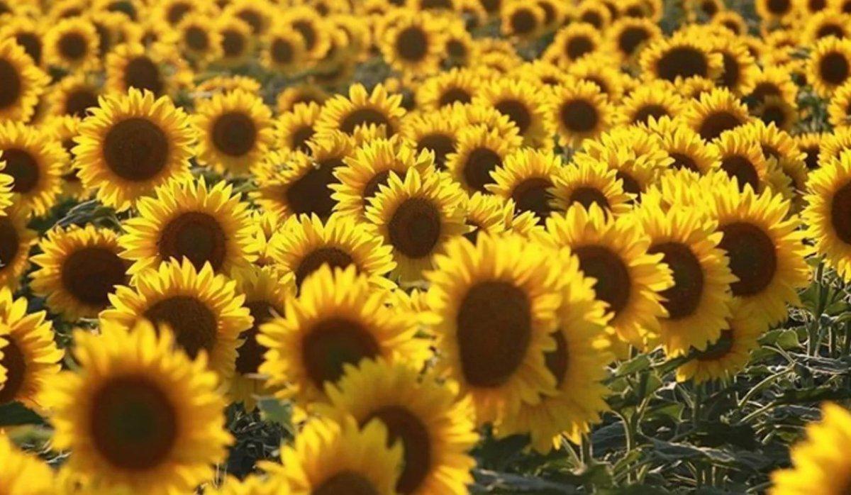 Ayçiçeği ön alım fiyatı açıklandı