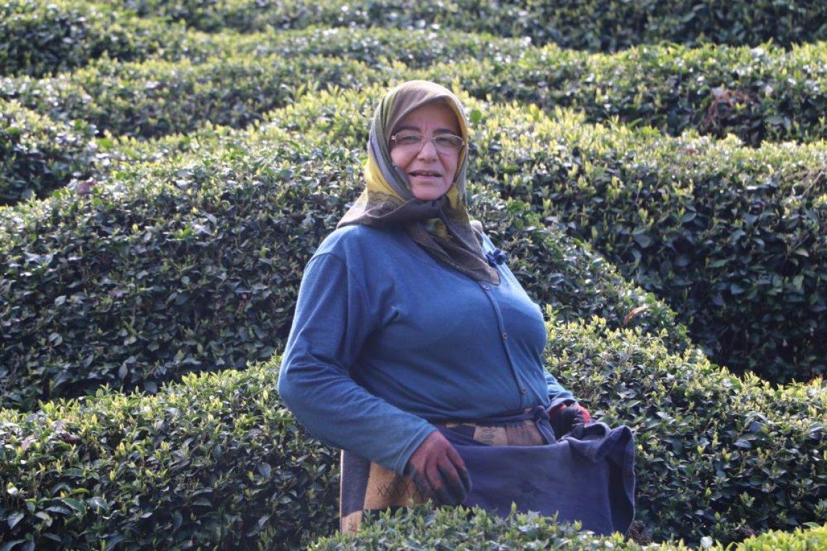 Rize'de bu sene çay toplamaya yabancı işçiler gelmedi, para Türkiye'de kaldı