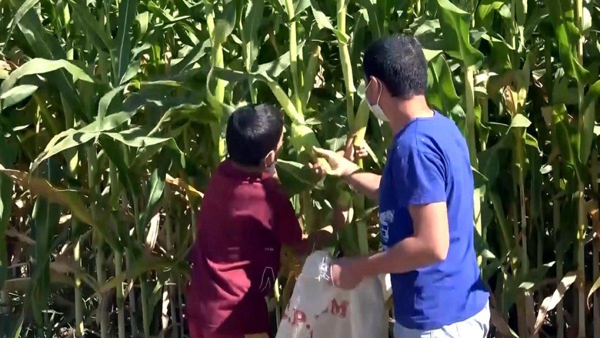 Van Gölü'nün çekildiği alana mısır ekti, 400 ton ürün elde etti