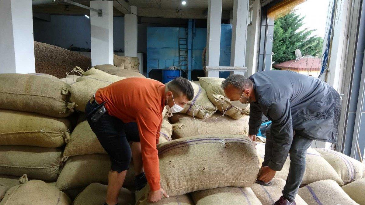Ordu'da fındık içinde yüzen TikToker, o görüntüleri anlattı