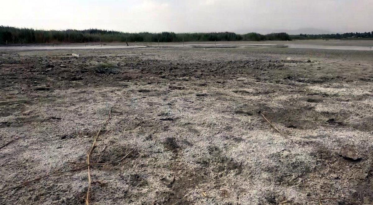 Van Gölü'nün çekildiği alana mısır ekti, 400 ton ürün elde etti