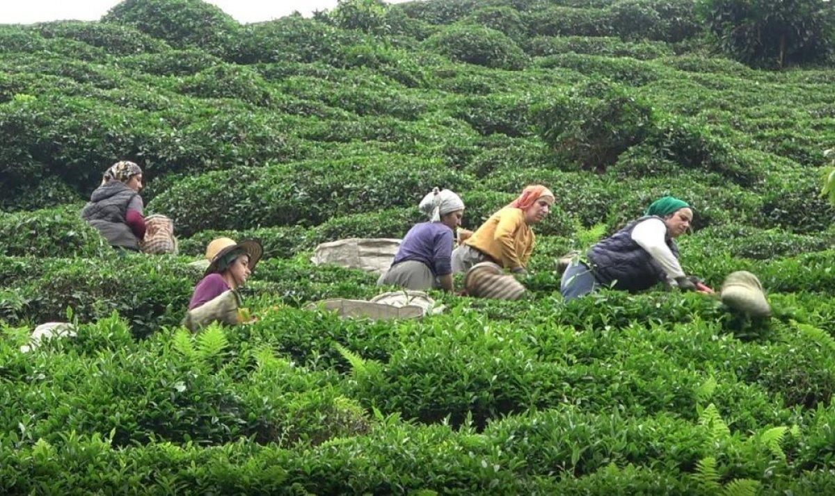 Rize'de bu sene çay toplamaya yabancı işçiler gelmedi, para Türkiye'de kaldı