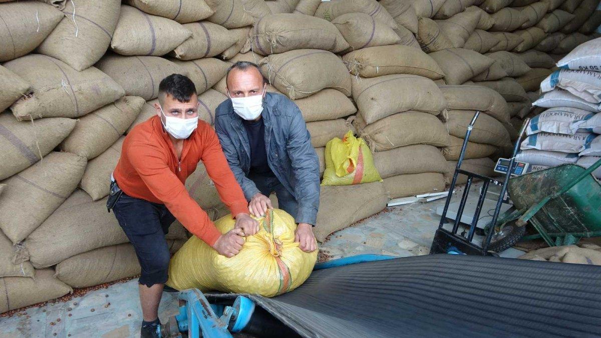 Ordu'da fındık içinde yüzen TikToker, o görüntüleri anlattı