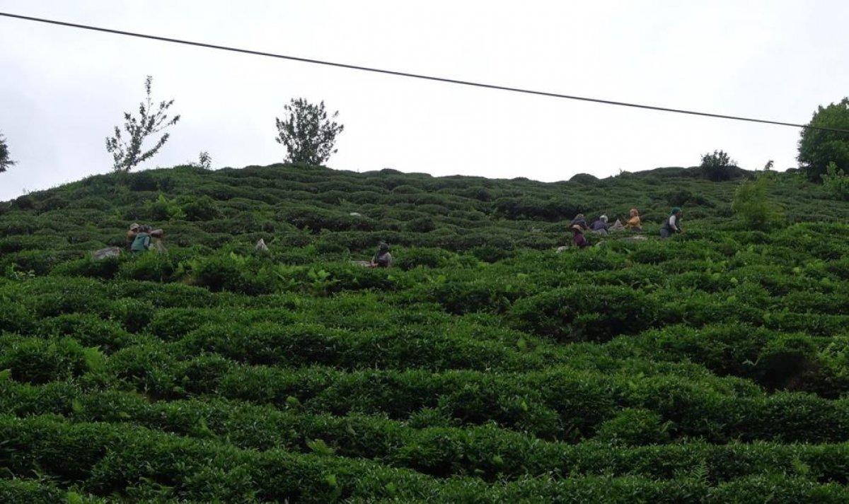Rize'de bu sene çay toplamaya yabancı işçiler gelmedi, para Türkiye'de kaldı