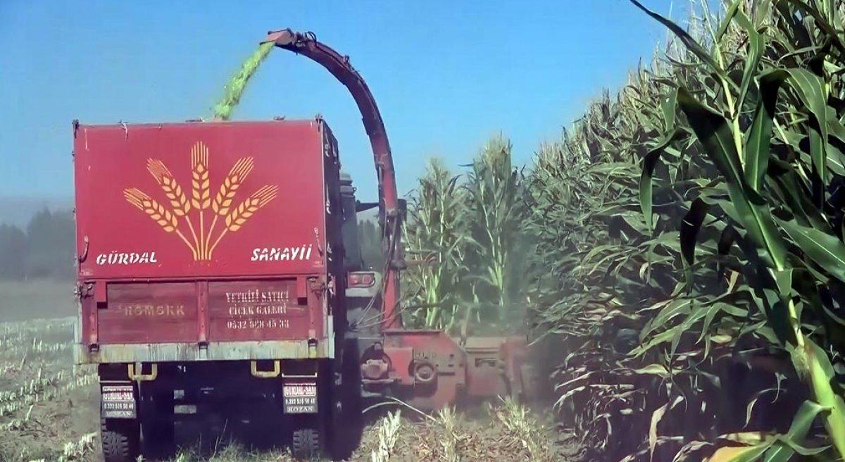 Van Gölü'nün çekildiği alana mısır ekti, 400 ton ürün elde etti