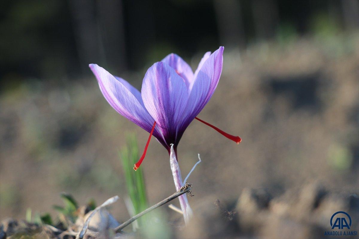 Safranbolu'da 'mucize bitki' çiçek açtı