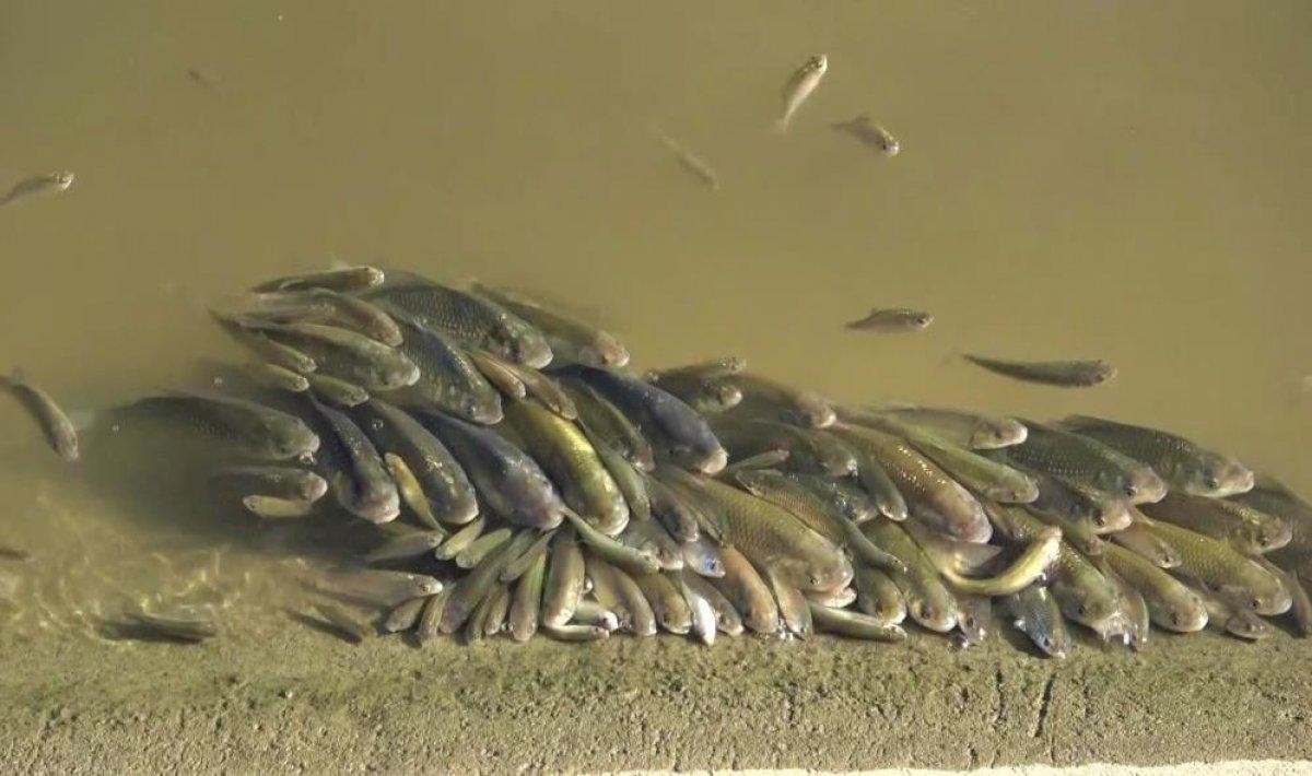 Yeşilırmak'ta balıklar oksijen yetersizliğinden ölüyor