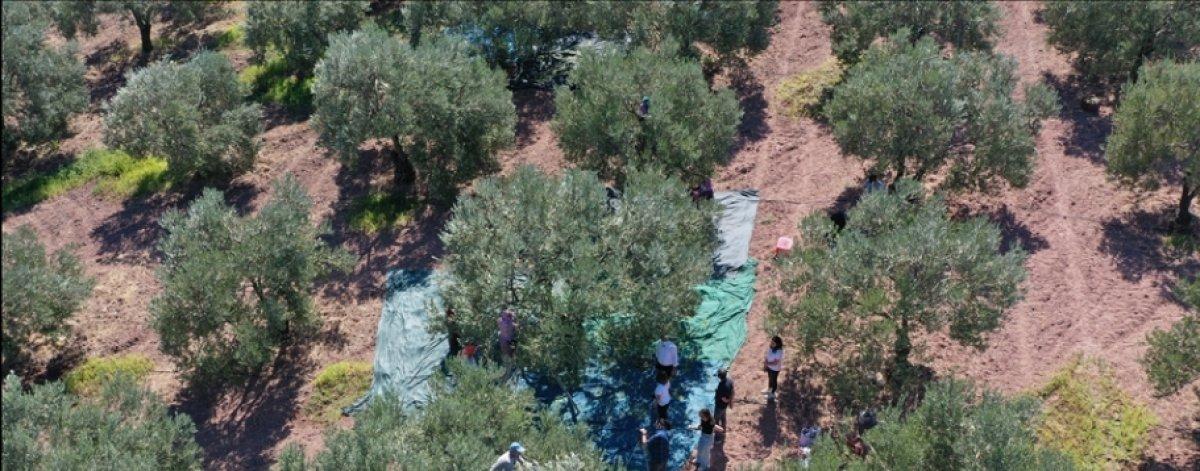 Manisa'da yetişen zeytin üreticisini memnu etti