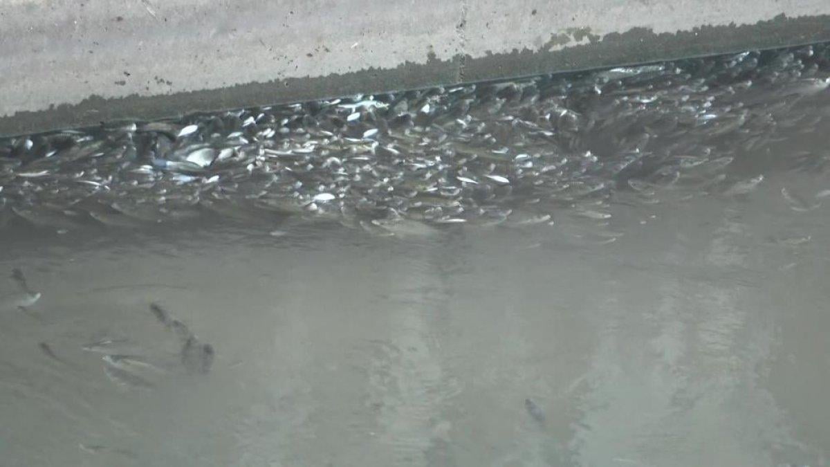 Yeşilırmak'ta balıklar oksijen yetersizliğinden ölüyor