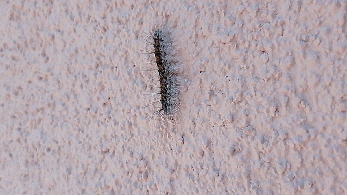 Düzce'de evleri tırtıl bastı