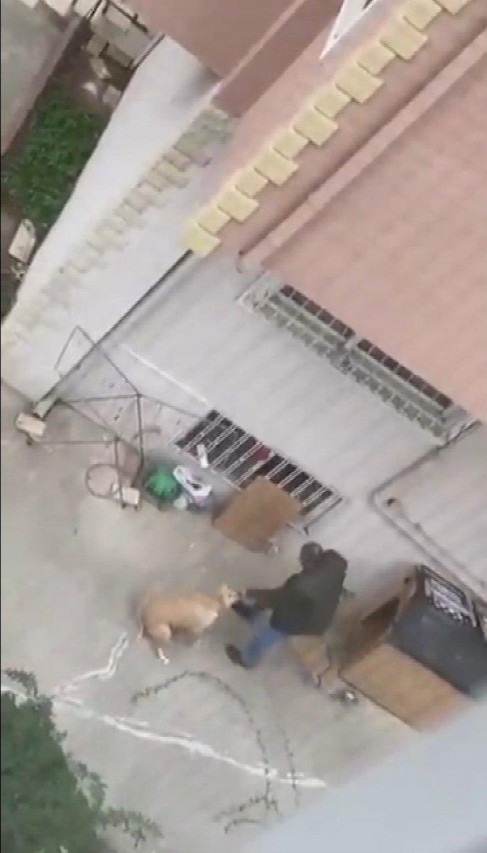 Maltepe’de, köpeğe yumruk atıp şiddet uyguladı