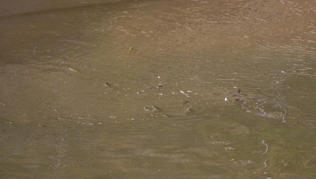 Yeşilırmak'ta balıklar oksijen yetersizliğinden ölüyor