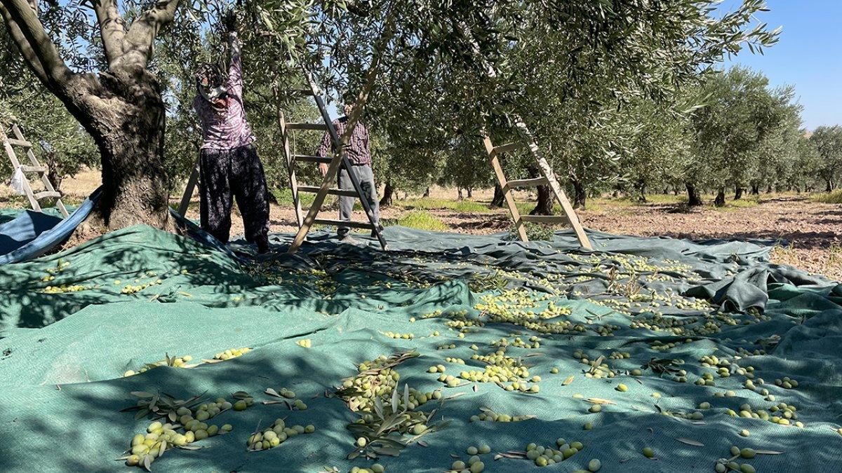 Manisa'da yetişen zeytin üreticisini memnu etti
