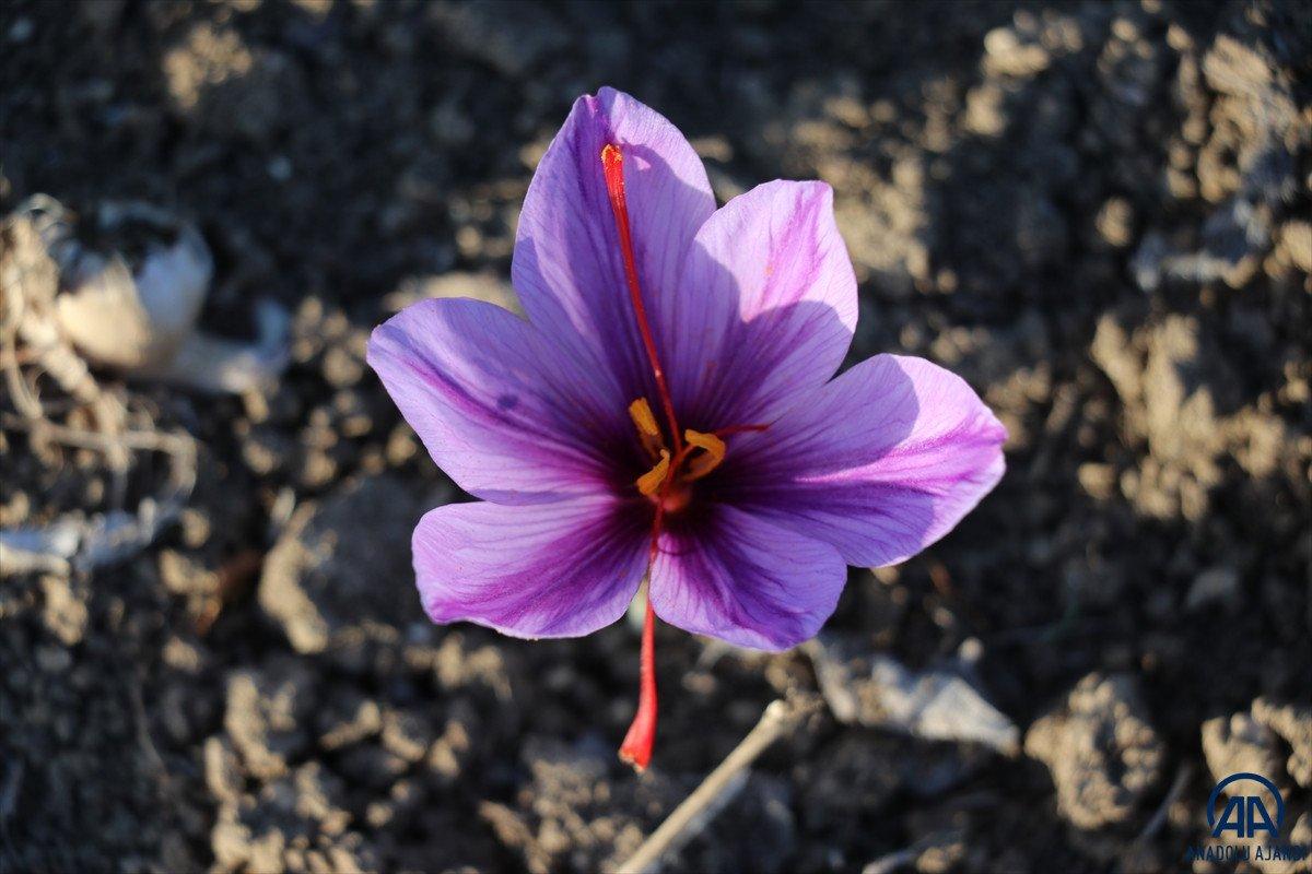Safranbolu'da 'mucize bitki' çiçek açtı