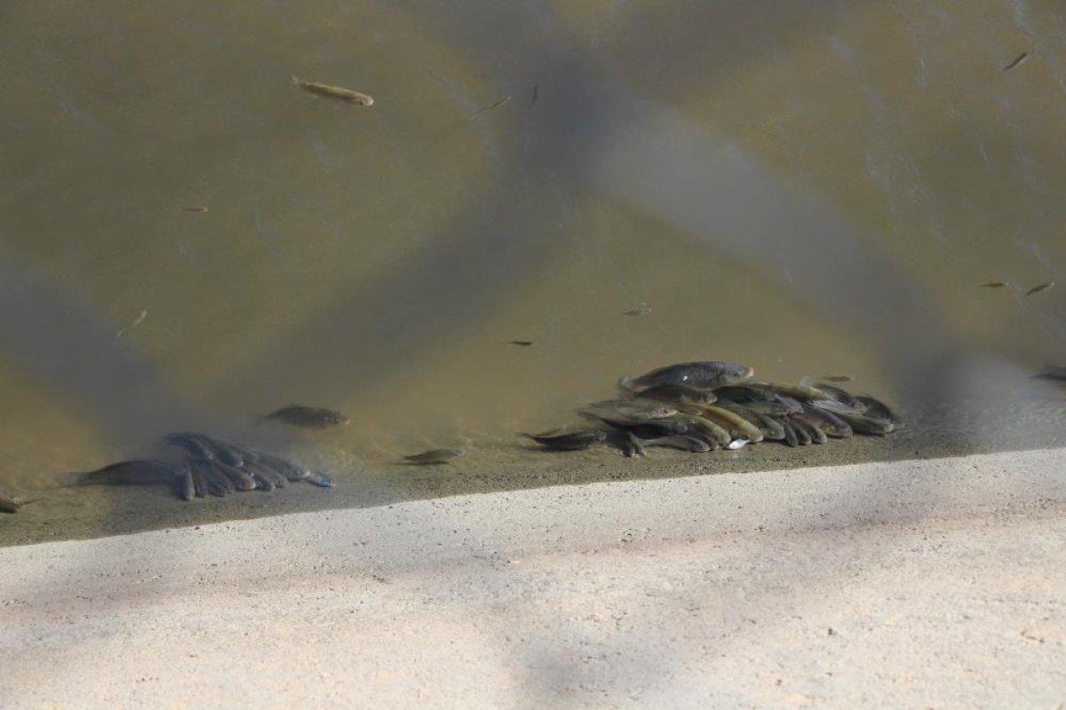 Yeşilırmak'ta balıklar oksijen yetersizliğinden ölüyor